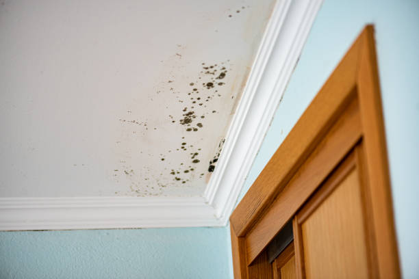 Best Fast Mold Removal  in Short Hills, NJ