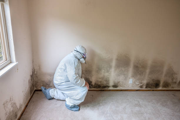 Professional Mold Removal in Short Hills, NJ
