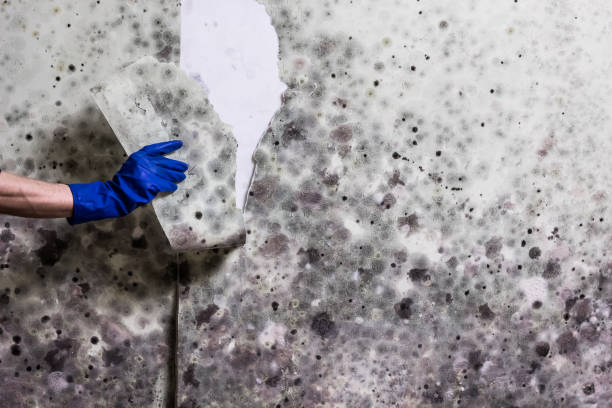 Best Best Mold Removal Companies  in Short Hills, NJ
